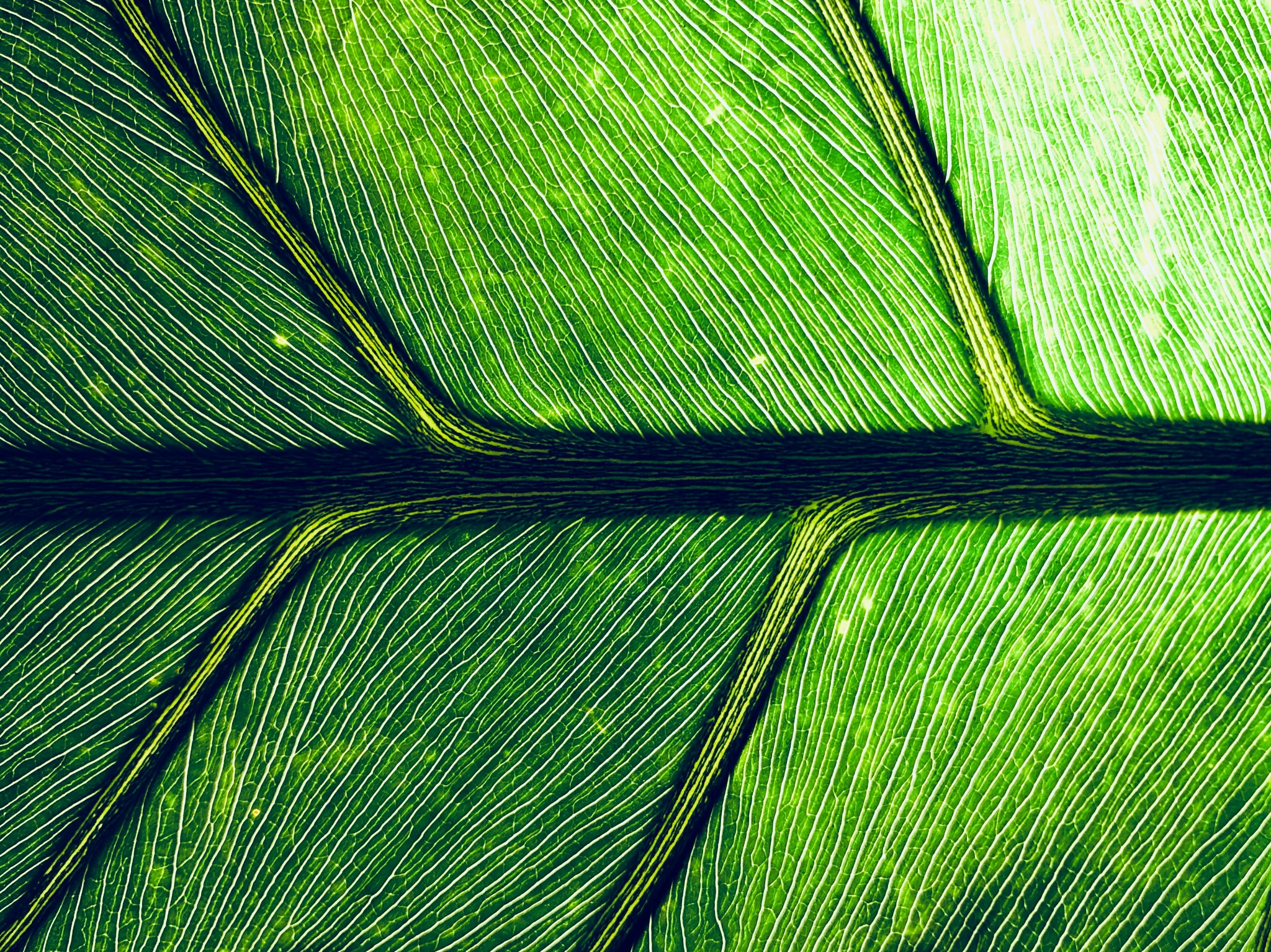 Macro lauf