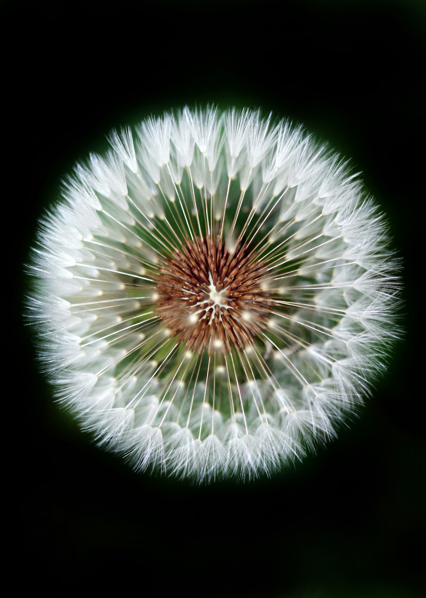 Fífill í macro